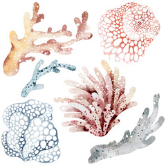 Watercolor illustration of underwater sea corals. Marine underwater plants. Illustration isolated on a white background. Postcard, sticker, sublimation.