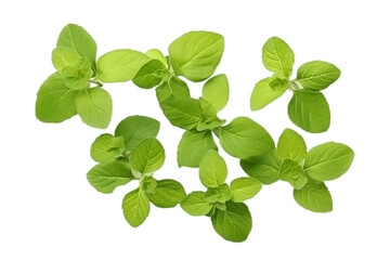 Fototapeta na wymiar Fresh Spinach Leaves on Transparent Background. Generative AI