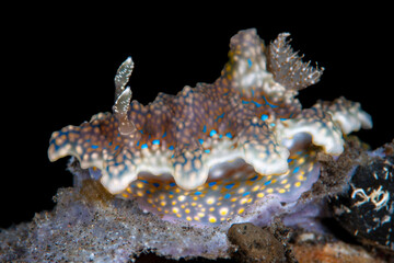 Nudibranch (sea slug) - Miamira sinuata (feeding on a sponge). Underwater macro life of Tulamben, Bali, Indonesia. - obrazy, fototapety, plakaty