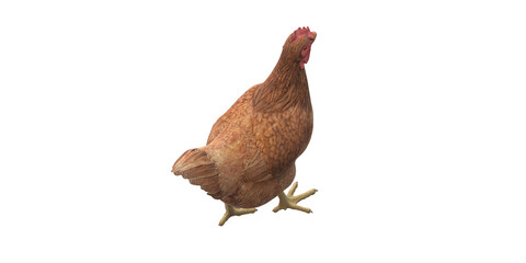 Chicken isolated on a Transparent Background