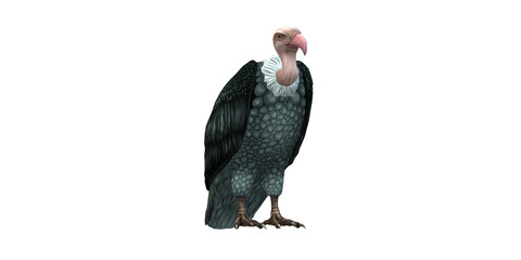 Vulture isolated on a Transparent Background