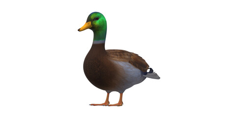 Duck isolated on a Transparent Background