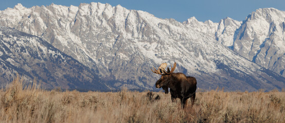 Bull Moose in Grand Teton National Park, Wyoming