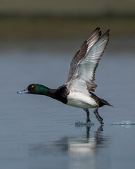 Greater scaup or Aythya marila observed in Gajoldaba in West Bengal, India