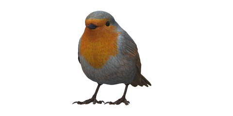 Robin Bird isolated on a Transparent Background