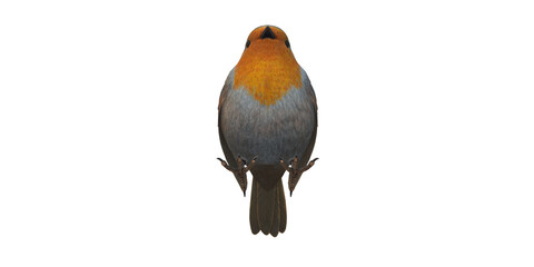 Robin Bird isolated on a Transparent Background