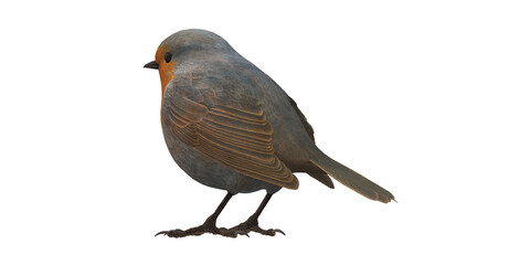 Robin Bird isolated on a Transparent Background