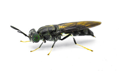 black soldier fly - Hermetia illucens - common widespread fly of the family Stratiomyidae known for recycling organic waste and generating animal feed. Isolated on white background. Side profile view