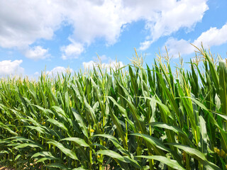 A corn field under fluffy clouds in summer
