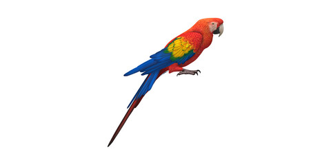 Obraz premium Parrot isolated on a Transparent Background