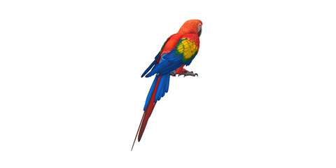 Parrot isolated on a Transparent Background