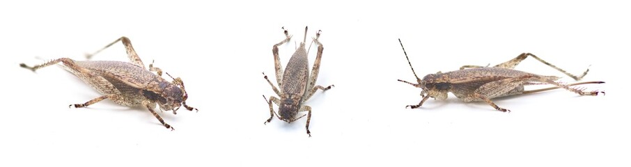 Brown false Jumping Bush Cricket - Hapithus luteolira - is a species of cricket in the family Gryllidae. It is found in North America. isolated on white background three views