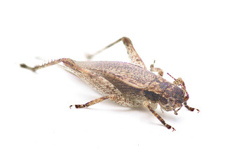 Brown false Jumping Bush Cricket - Hapithus luteolira - is a species of cricket in the family Gryllidae. It is found in North America. isolated on white background side front profile view