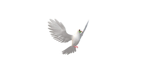 Obraz premium Peace Dove isolated on a Transparent Background