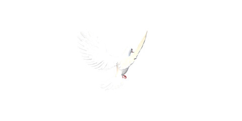 Peace Dove isolated on a Transparent Background