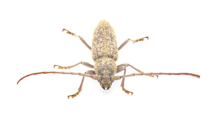 Robust Oak Borer beetle - Enaphalodes atomarius - a large destructive pest of Longhorned beetle that destroy wood during their larval stage.  Isolated on white background front top view