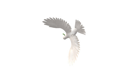 Peace Dove isolated on a Transparent Background