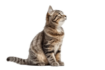 Fototapeta na wymiar Sitting Long-Haired Cat Curious Gaze to the Side, Generative AI