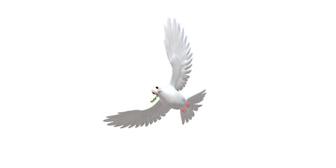 Peace Dove isolated on a Transparent Background