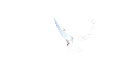 Peace Dove isolated on a Transparent Background