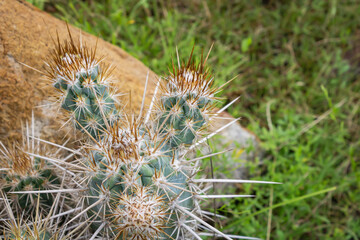 Cactus (Xique Xique) Pilosocereus gounellei.