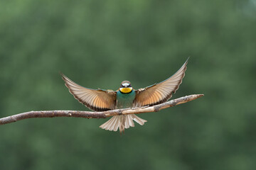 Bee-eater arriving on a branch