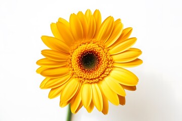 Obraz premium Yellow daisy with bright center and cheery petals and white backdrop. Generative AI