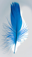 blue feather on whit background
