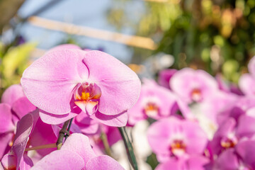 The Pink orchids in an orchid garden.