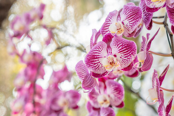 The Beautiful Phalaenopsis Orchid flower blooming in garden floral background