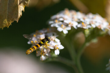 Sphaerophoria scripta - Long hoverfly - Syrphe porte-plume