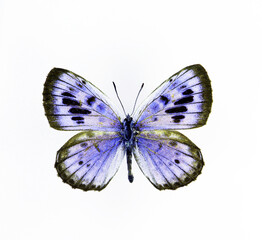 Blue butterfly isolated on white. Maculinea arionides macro close up, collection butterflies, lycaenidae, entomology