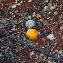 Orange eaten by pests with holes in an orange orchard under tree, agriculture, horticulture Spain