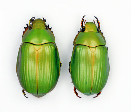 Beetle isolated on white. Green round beetles Chrysina auripes macro, rutelidae, collection beetles, coleoptera, entomology