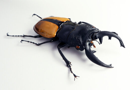 Yellow lucanus beetle isolated on white. Odontolabis ludekingi macro close up, lucanidae, collection beetles, insect