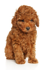 Charming toy poodle puppy sitting on a white background