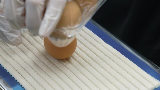 福地鶏 福井県 鶏の卵 採卵 搬送 消毒 出荷 パッケージ