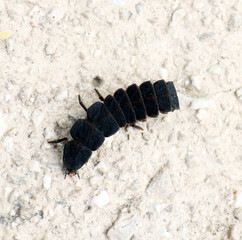 Firefly beetle larva, unusual insect, Lampyridae, close up, macro, entomology