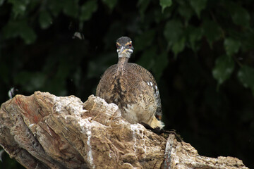wild bird on the rock