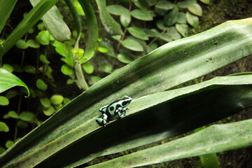 tiny frog, large world