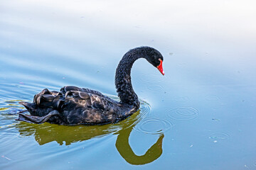 black swan swims in clear water in sunny weather. bird protection and sanctuary