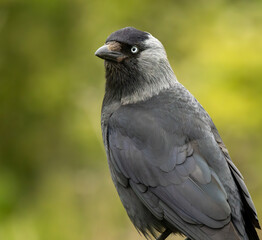 Jackdaw