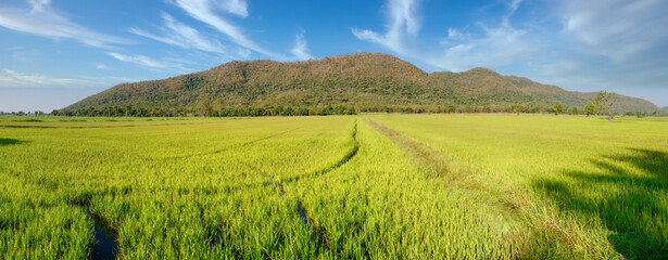 Wide view of paddy fie fields with mountains  and clouds on background. Travel concepr.