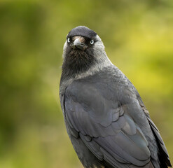 jackdaw