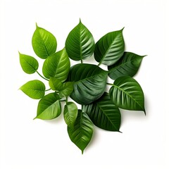 A pile of bright green leaves against a white background