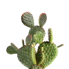 Beautiful big green cactus on white background