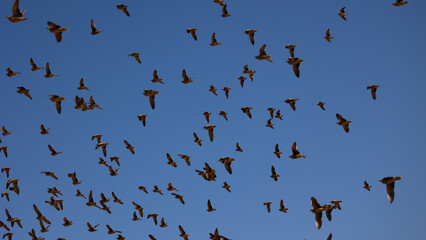 a large flock of burchell's sandgrouse in flight
