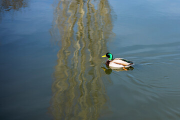 Anade real swimming in the lake.