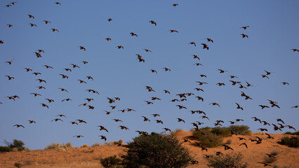 a large flock of burchell's sandgrouse in flight