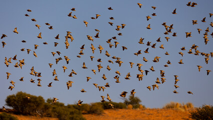 a large flock of burchell's sandgrouse in flight